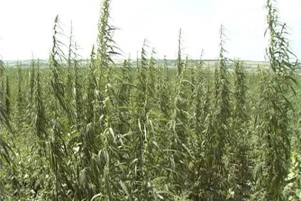 Ссылки для tor